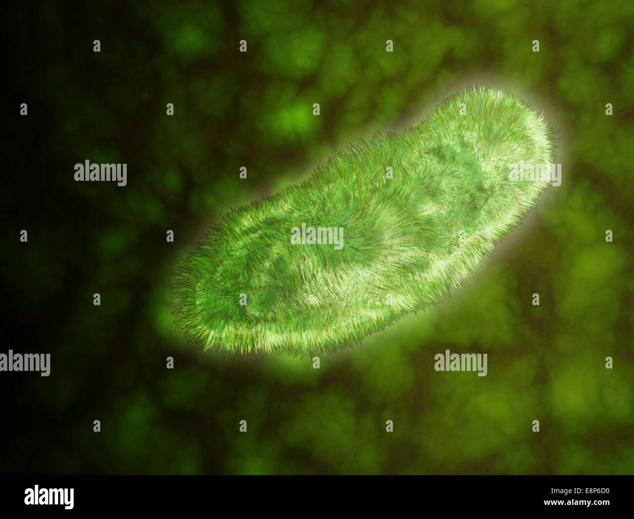 Vista microscopico di protozoi. La Leishmaniosi e dissenteria sono esempi di malattie che coinvolgono i protozoi, spesso trasmessi a huma Foto Stock