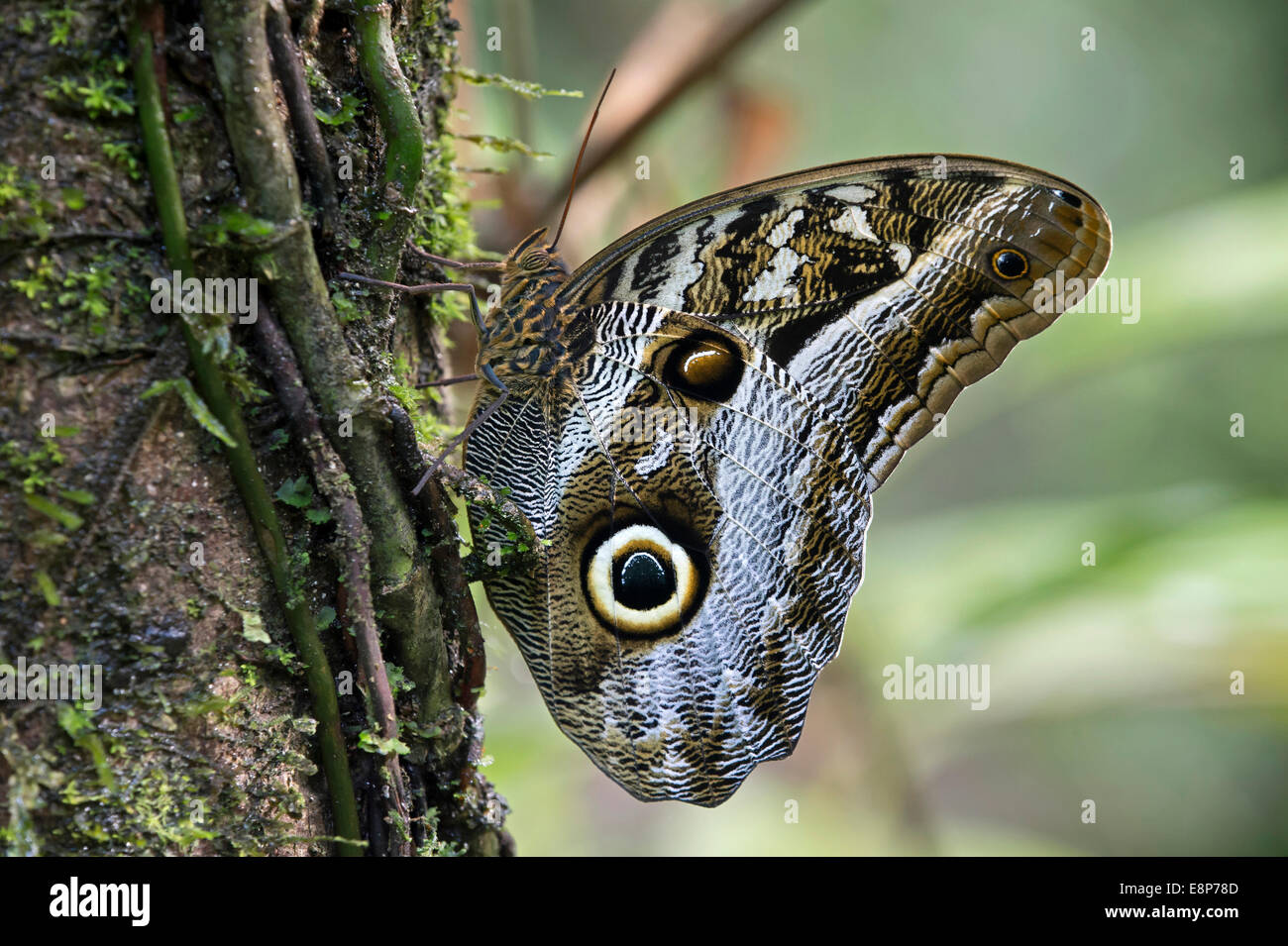 Farfalla Civetta (Caligo eurilochus), brush-footed butterfly (Famiglia Nymphalidae), Tambopata National Reserve, di Madre de Dios, Perù Foto Stock