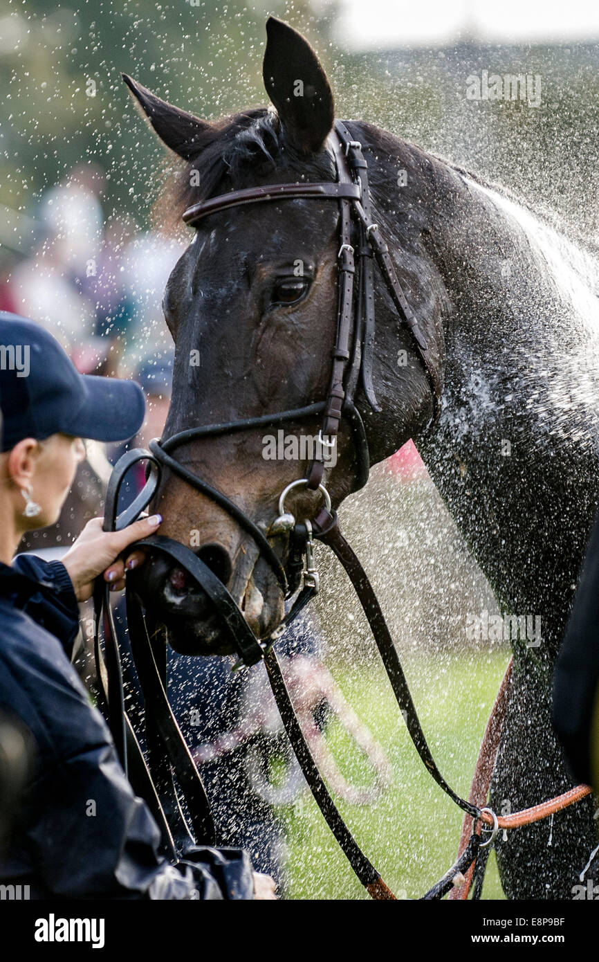 Pardubice, Repubblica Ceca. Xii oct, 2014. Il mare Orphee des Blins nella foto dopo il Grand Pardubice (Velka pardubicka) siepi, Pardubice, Repubblica ceca, 12 ottobre 2014. Orphee des Blins con jockey Jan Faltejsek ha vinto il Grand Pardubice siepi per la terza volta di fila. Il leggendario jockey ceca Josef Vana con la triple Grand Pardubice campione finito Tiumen tra gli ultimi. (CTK foto/David Tanecek) Credito: CTK/Alamy Live News Foto Stock