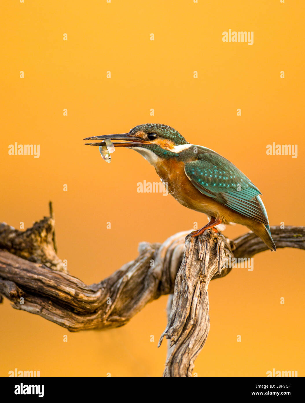 Common Kingfisher (Alcedo atthis), Aka Eurasian Kingfisher o fiume Kingfisher. Questo coloratissimo uccello è trovato in tutta l'Eurasia Foto Stock