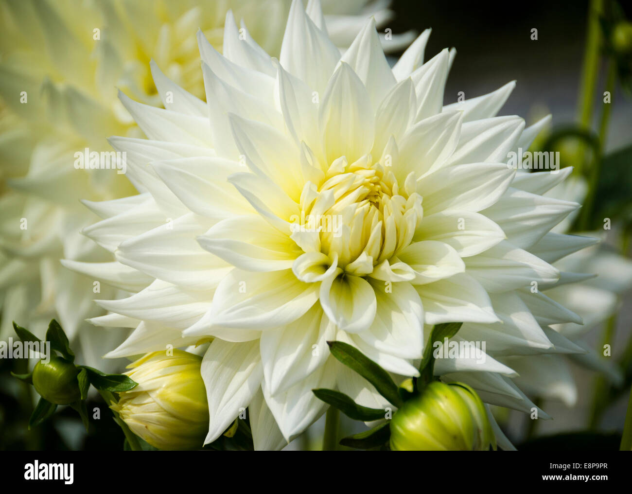 Aprire bianco pungenti Fiore Dahlia Foto Stock