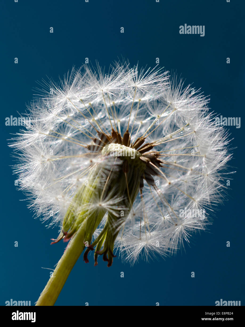 Tarassaco contro uno sfondo blu Foto Stock