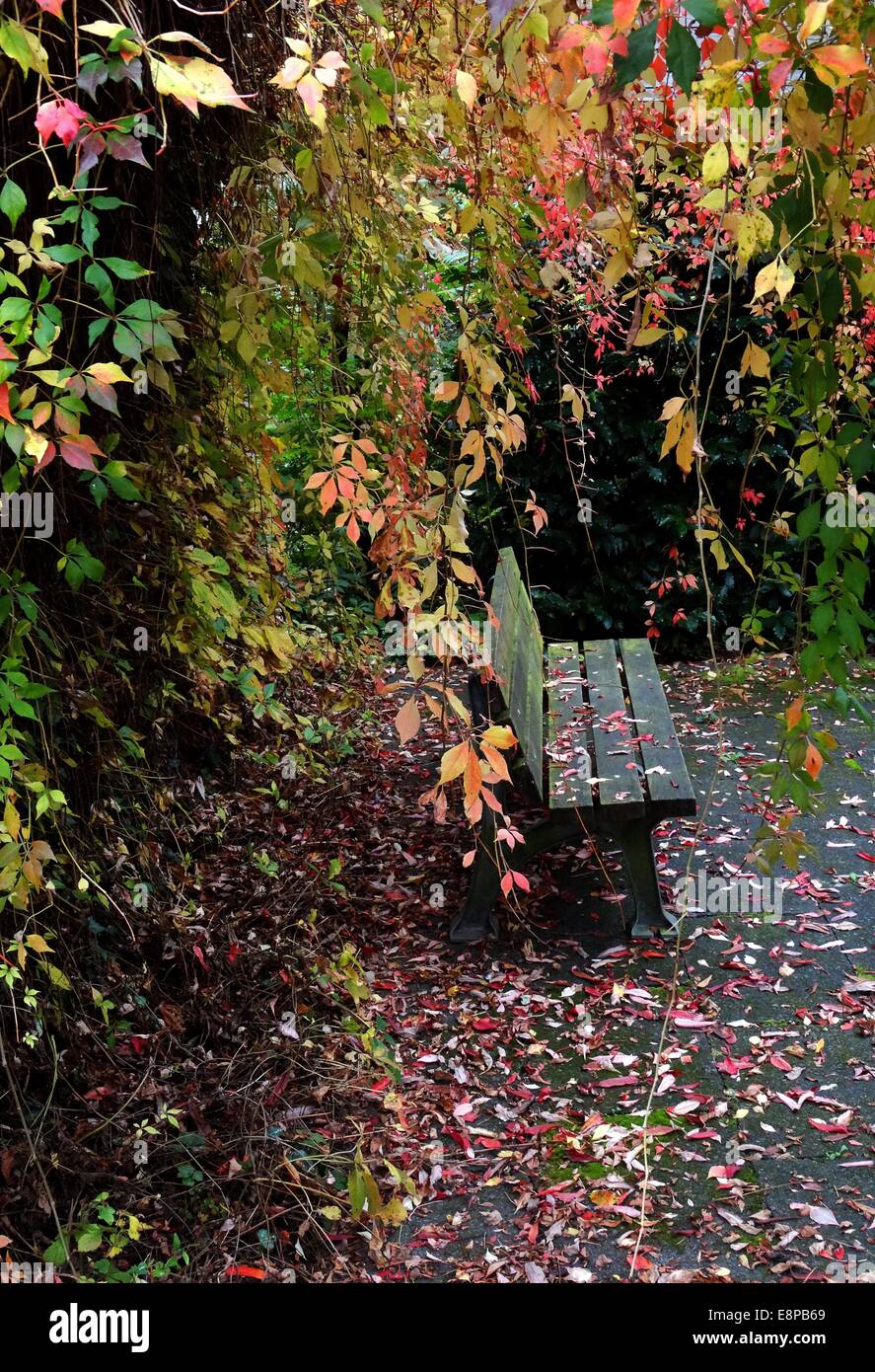 Tempo autunnale, panca in autunno foto: 07 ottobre 2014. Foto Stock