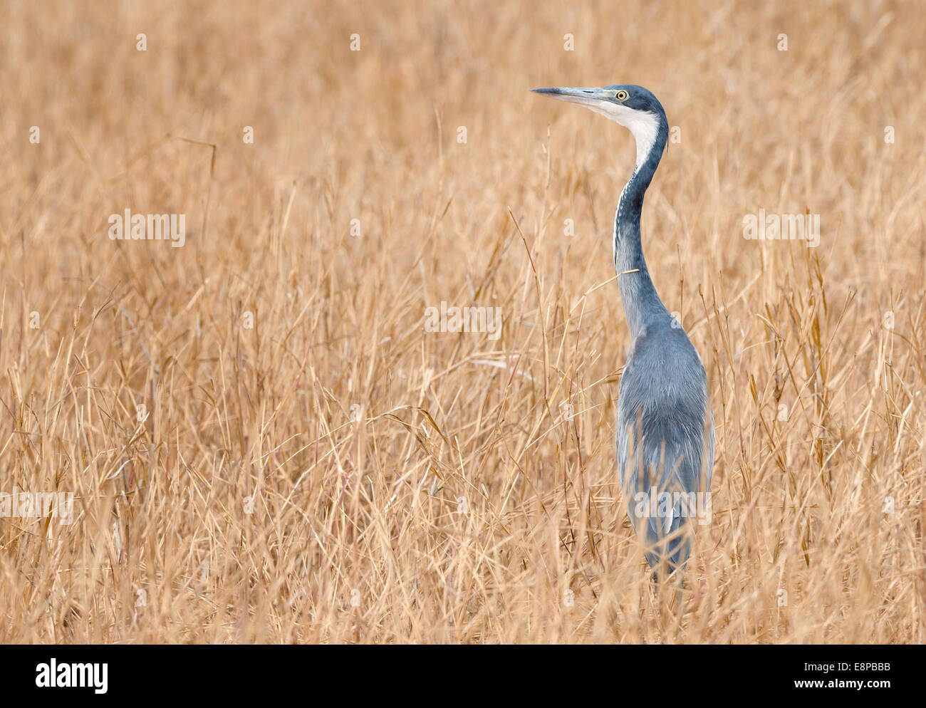 A testa nera Heron in piedi in erba alta Foto Stock