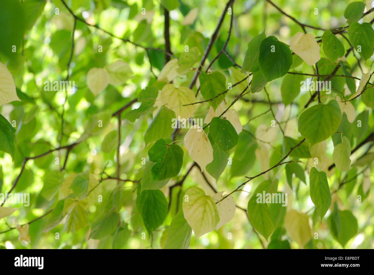 Colorati di foglie di autunno su un tiglio (Tilia specie). Bedgebury Forest, Kent, Regno Unito. Foto Stock