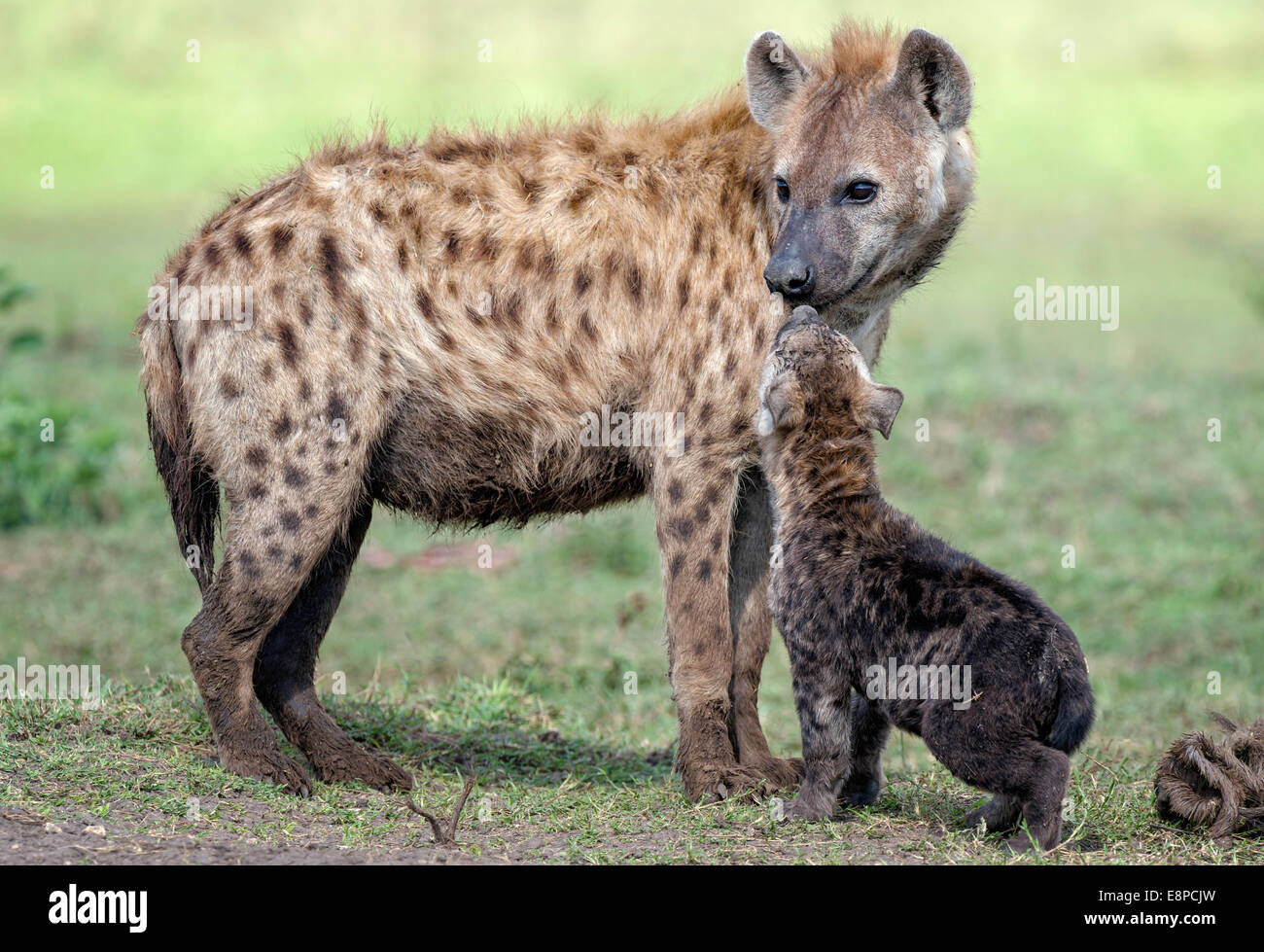 Spotted Hyaena e cub in un momento di gara Foto Stock