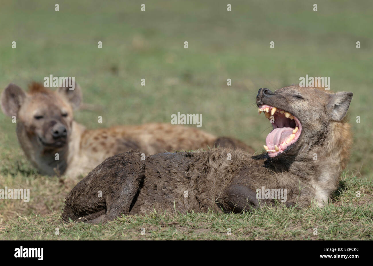 Spotted Hyaena sdraiato mostrando i denti. Foto Stock