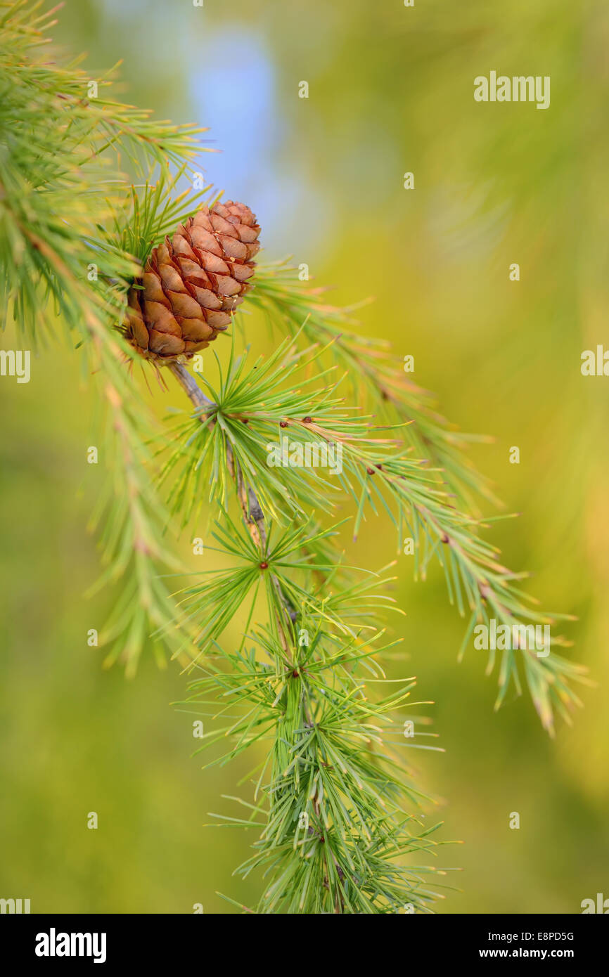 Close up cono su pine in foresta Foto Stock