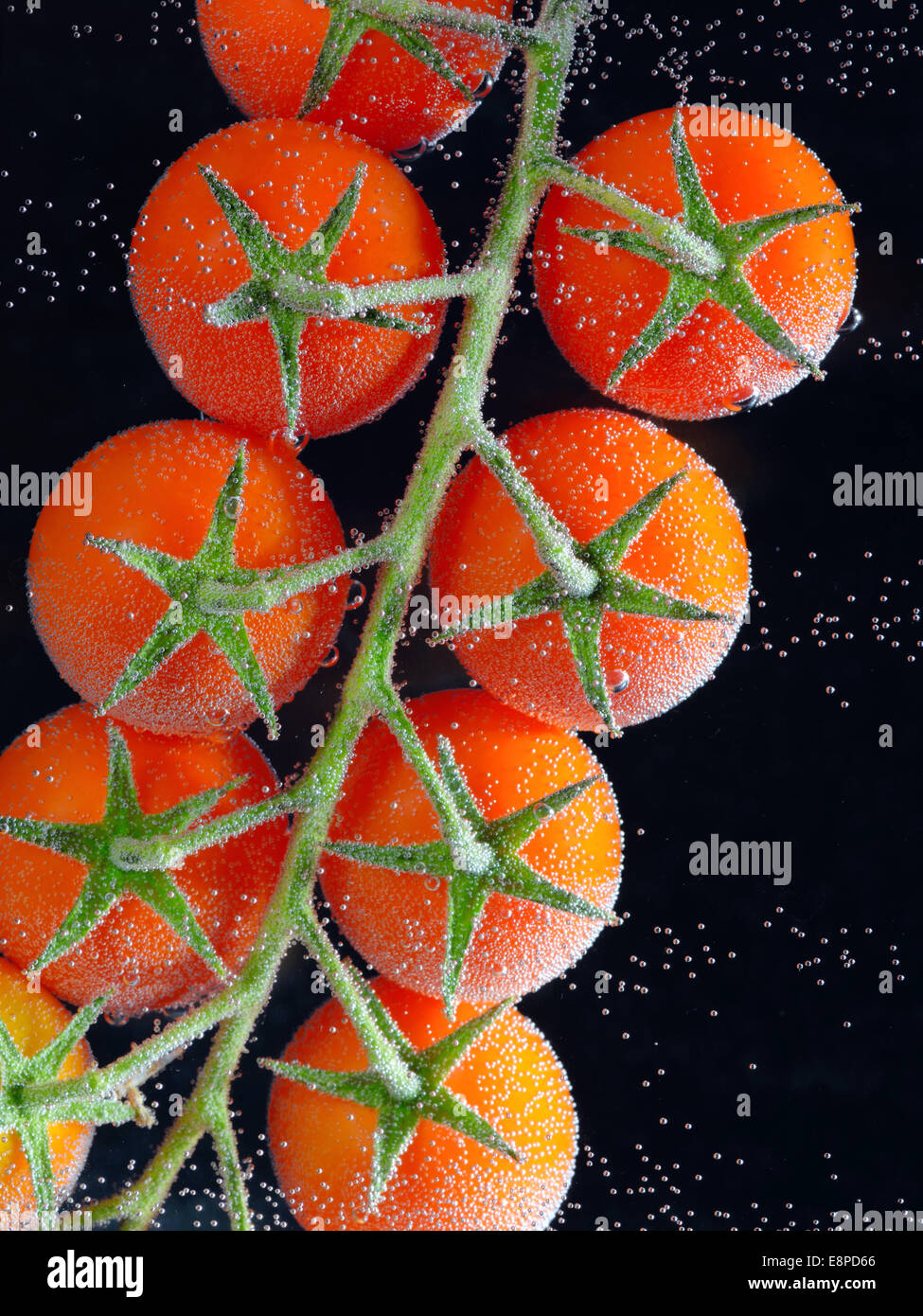 Grappolo di pomodori ciliegia in acqua Foto Stock