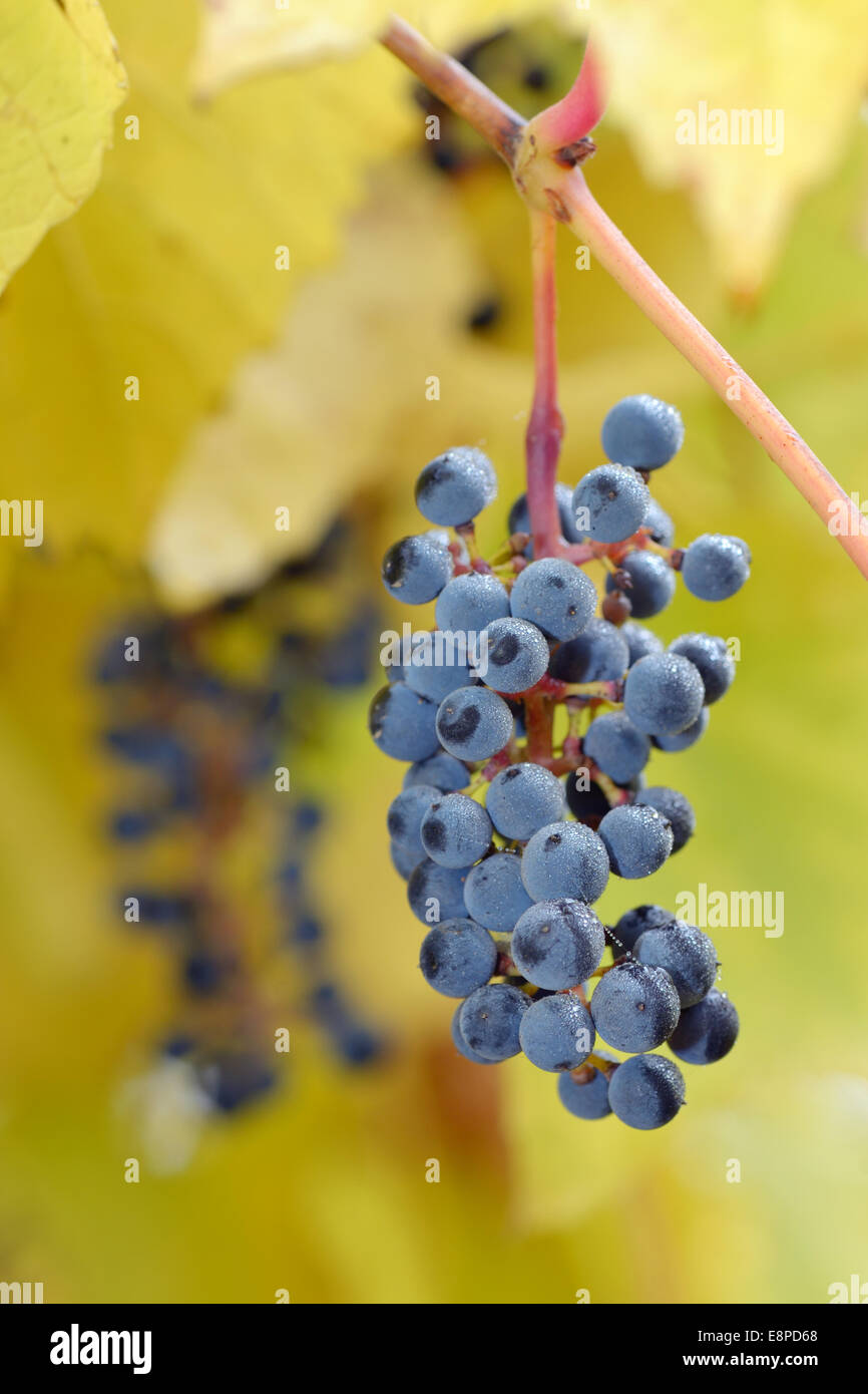 Close-up del grappolo di uva nera Foto Stock