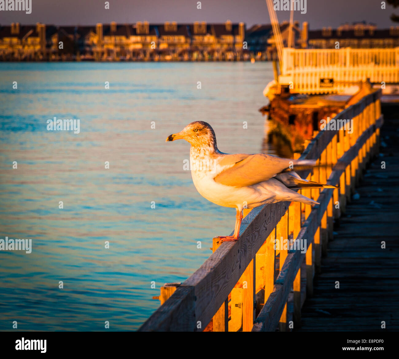 Seagull in un recinto a Ocean City, Maryland. Foto Stock