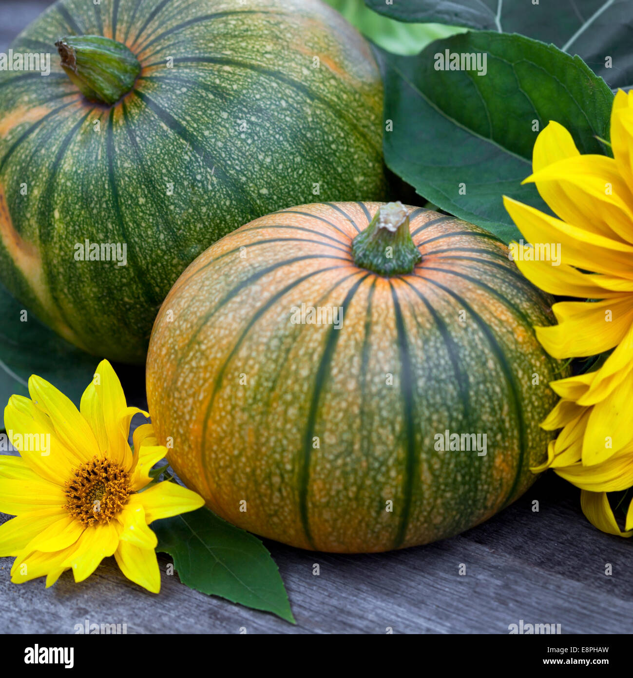 Fresh zucche decorate sun flower sul tavolo di legno, concentrarsi sulle sole fiore Foto Stock