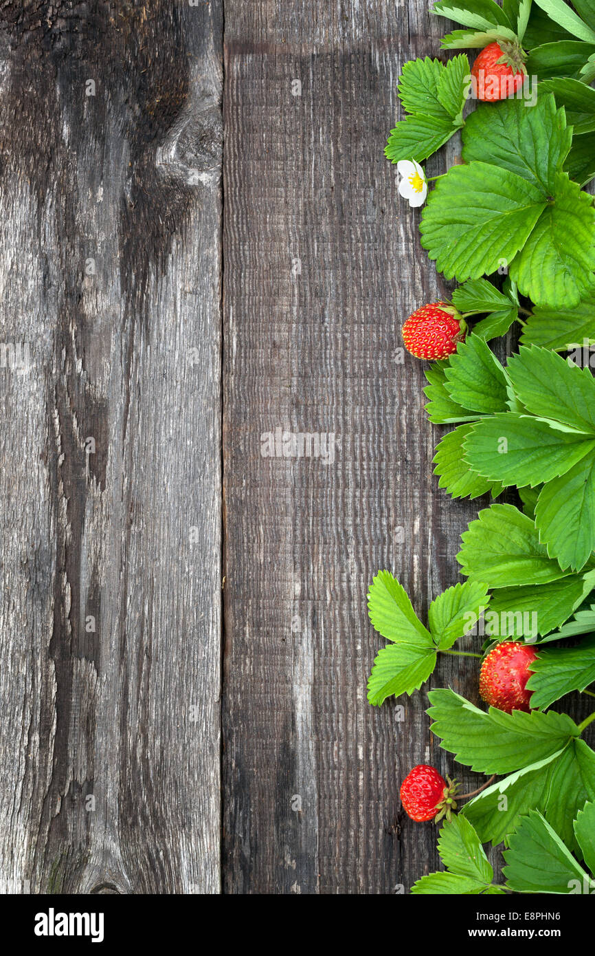 Sfondo con fragole mature foglia sul vecchio pannello di legno Foto Stock