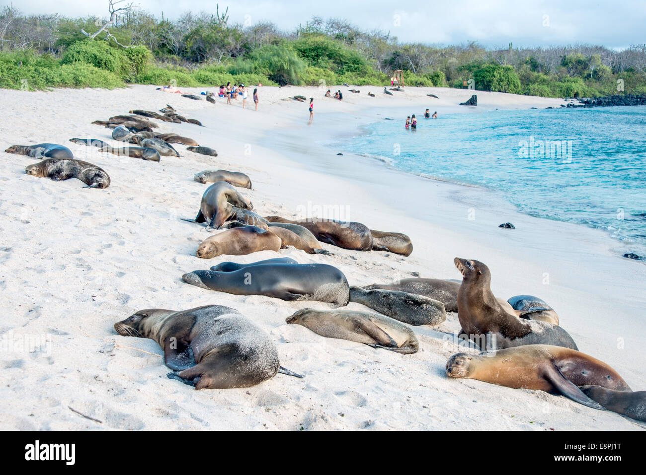 I leoni di mare in appoggio sotto il sole, Galapagos Foto Stock