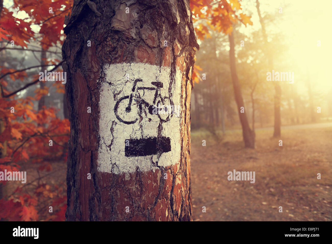 Segno percorso in bicicletta nel nebbioso autunno foresta colorata Foto Stock