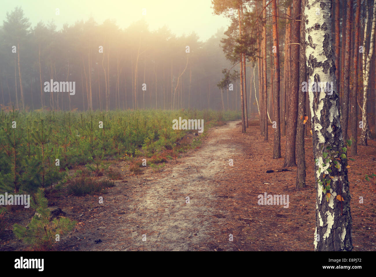 Percorso di foresta in autunno giornata di sole Foto Stock