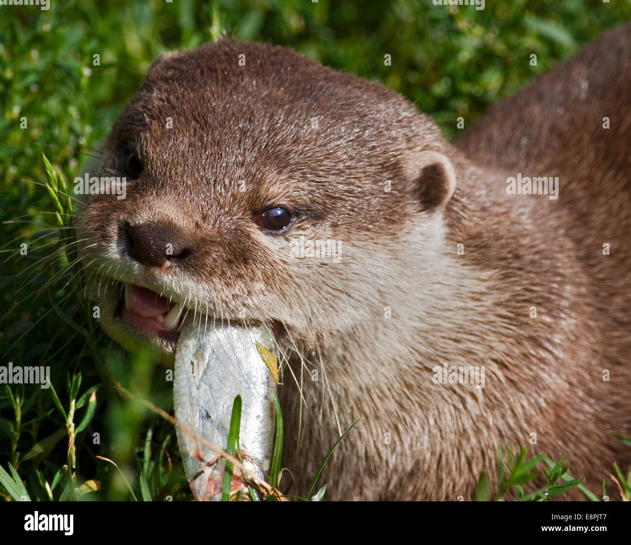 Nord America Lontra di fiume (Lutra canadensis) mangiare pesce Foto Stock