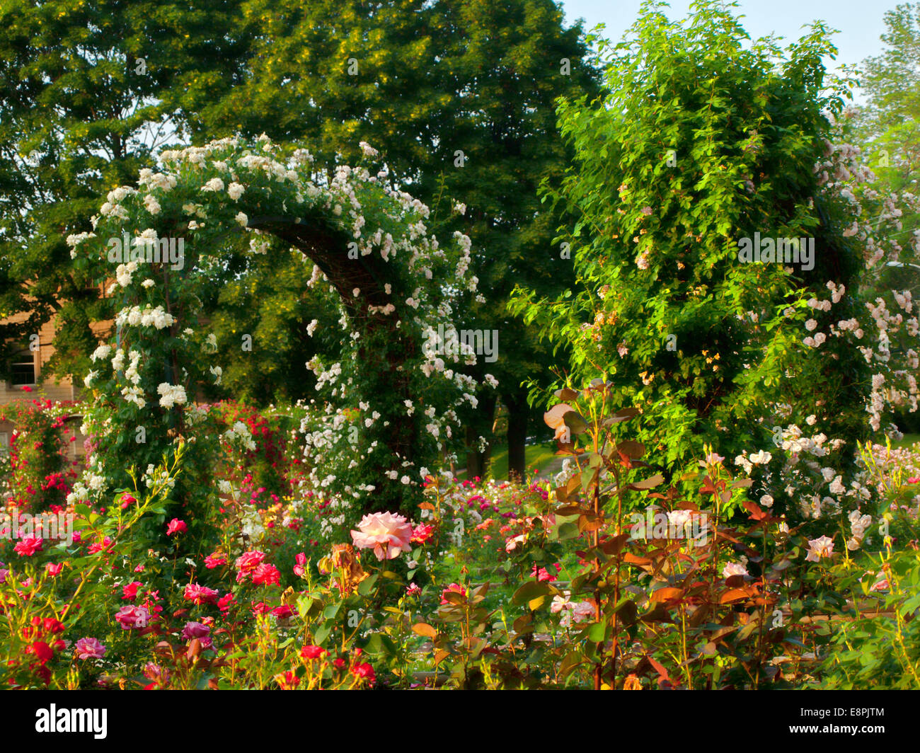 Giardino di Rose in primavera Foto Stock