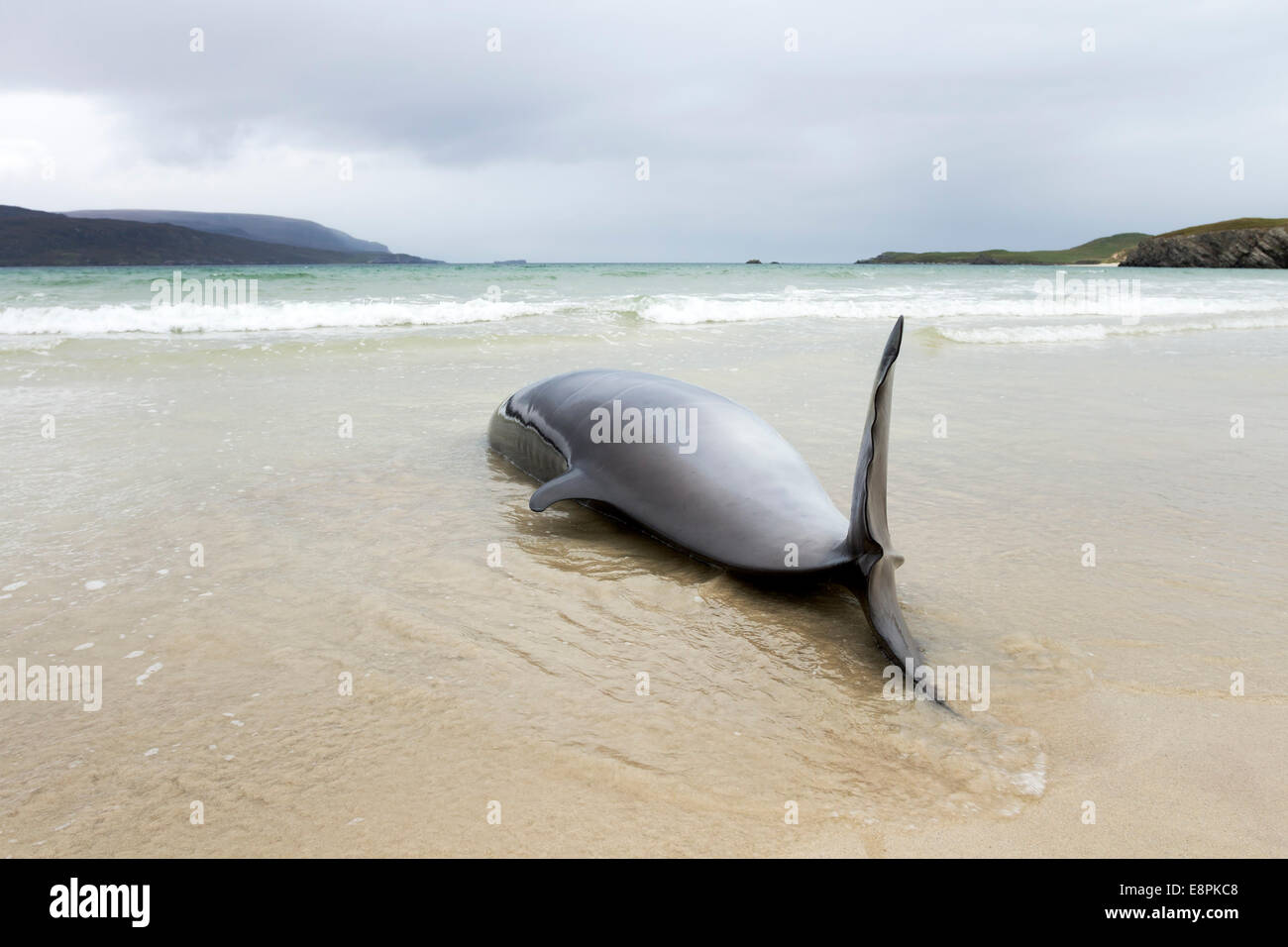 Delfino morto trovato lavato fino sulla spiaggia nella baia di Balnakeil vicino a Durness Sutherland Scotland Regno Unito Foto Stock