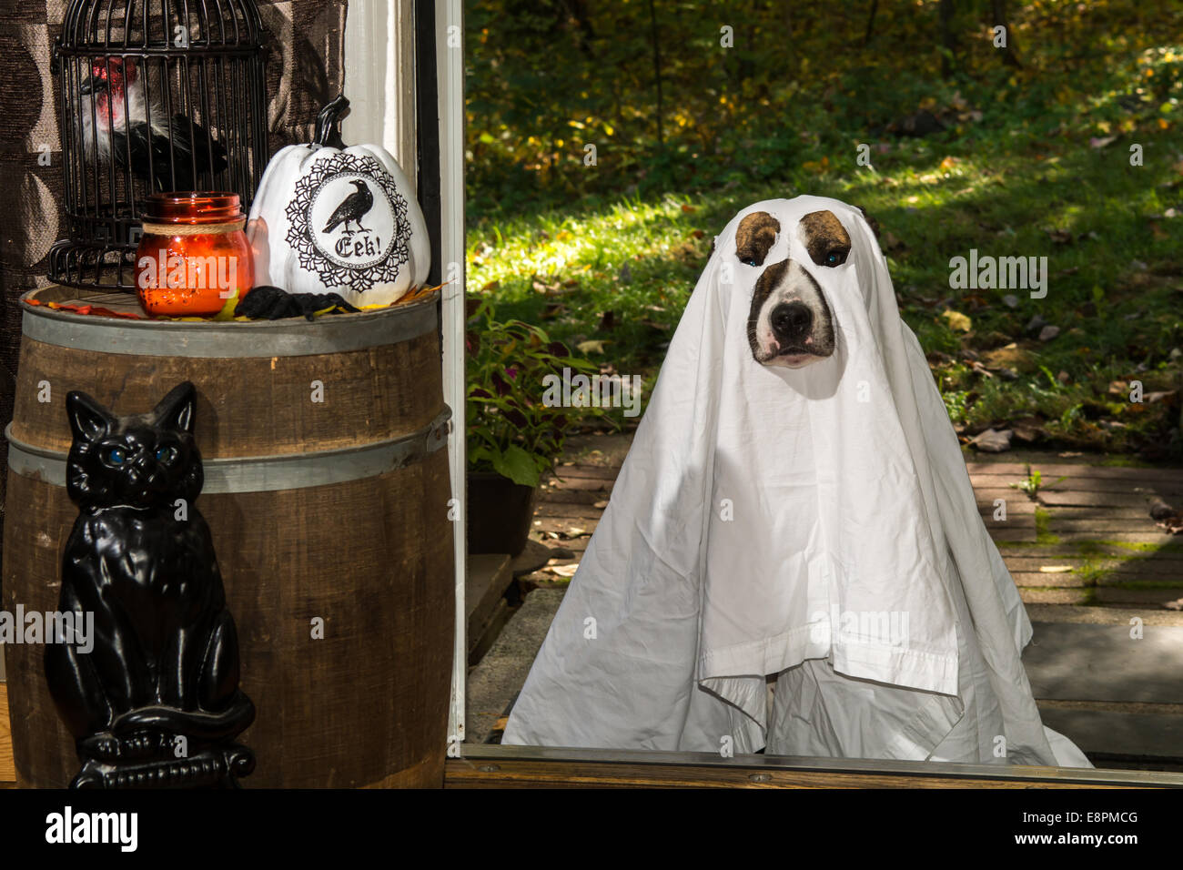 Cane trucco o trattare Foto Stock