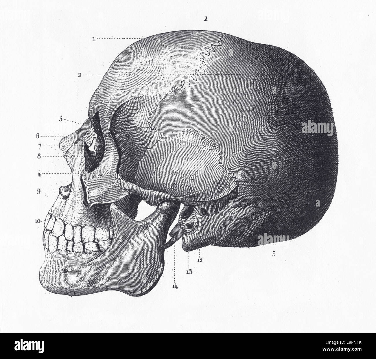 Le illustrazioni incise delle ossa della testa dalla enciclopedia iconografico della scienza, letteratura e arte, pubblicato nel 1851 Foto Stock