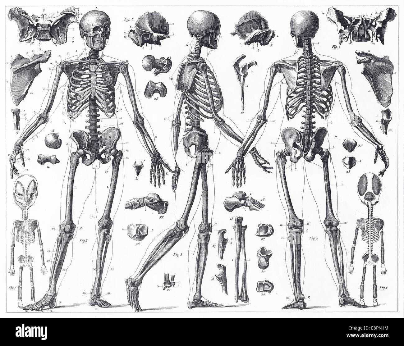 Le illustrazioni incise di anatomia di ossa da enciclopedia iconografico della scienza, letteratura e arte, pubblicato nel 1851. Foto Stock