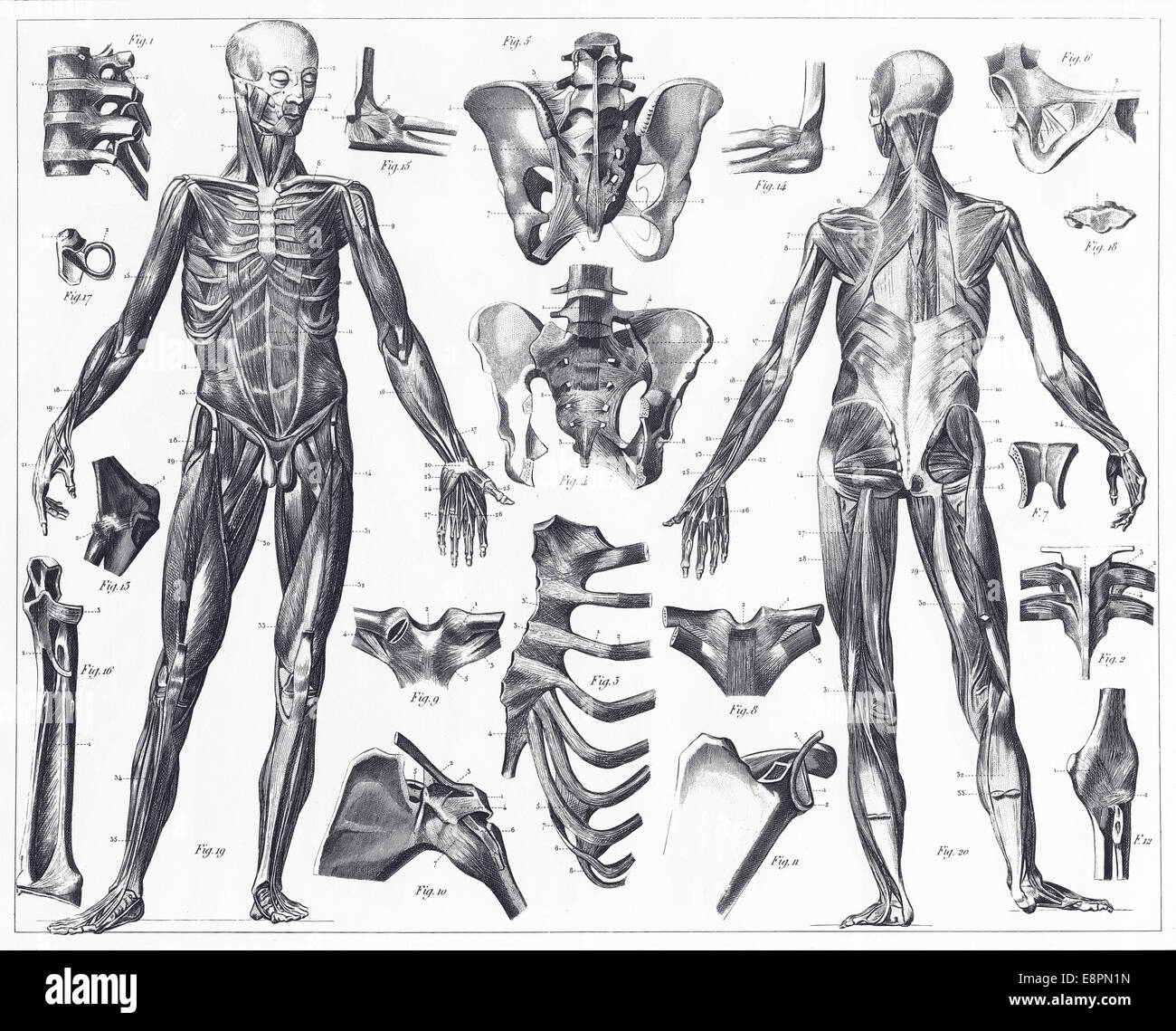 Le illustrazioni incise di anatomia di i legamenti e i muscoli da enciclopedia iconografico della scienza, letteratura e arte Foto Stock