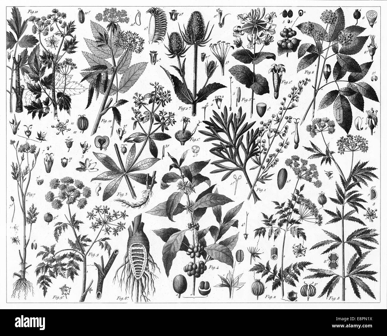 Le illustrazioni incise delle piante coltivate da enciclopedia iconografico della scienza, letteratura e arte, pubblicato nel 1851. Foto Stock