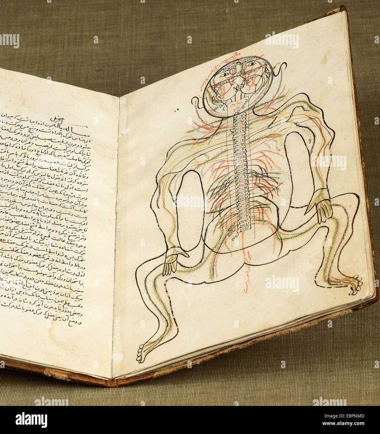 Profilo di una figura umana in una posizione accovacciata che mostra il sistema nervoso anatomia; due piccole incisioni sull'addome; il superiore Foto Stock