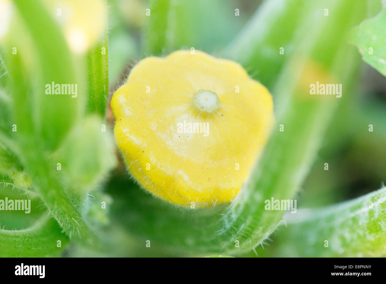 Zucchina piccola (Cucurbita pepo) cresce in giardino Foto Stock