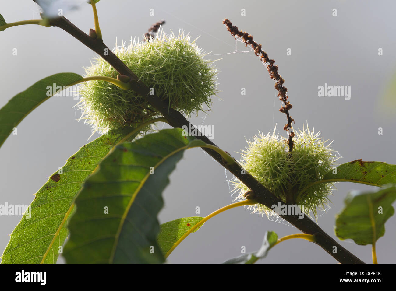 Sweet Chestnut Tree - coppia verde lolla di frutta e foglie - Studley Royal Park, Ripon, North Yorkshire, Regno Unito Foto Stock