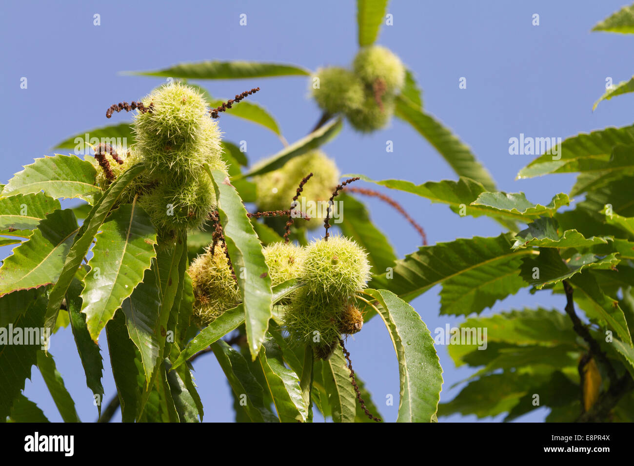 Sweet Chestnut Tree - coppia verde lolla di frutta e foglie - Studley Royal Park, Ripon, North Yorkshire, Regno Unito Foto Stock