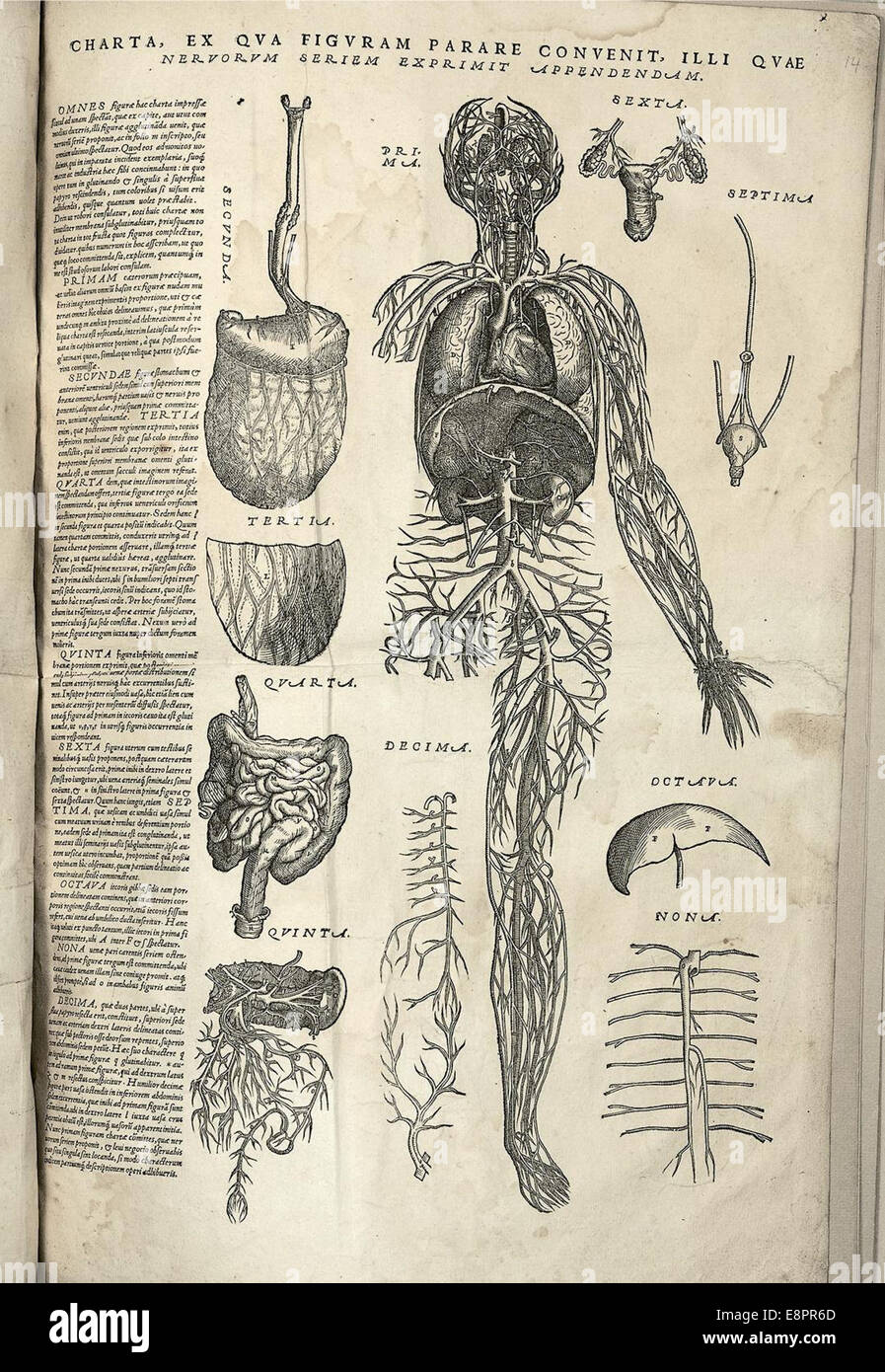 Una carta anatomica tratta dal lavoro di Andreas Vesalius "De humani corporis fabrica". L'illustrazione evidenzia i vasi sanguigni umani, con gli organi chiave numerati, e offre istruzioni per l'assemblaggio di una figura anatomica a strati. Foto Stock