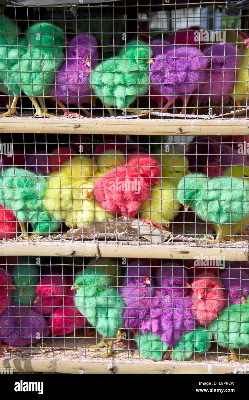 Polli colorati Ubud Bali Indonesia Foto Stock