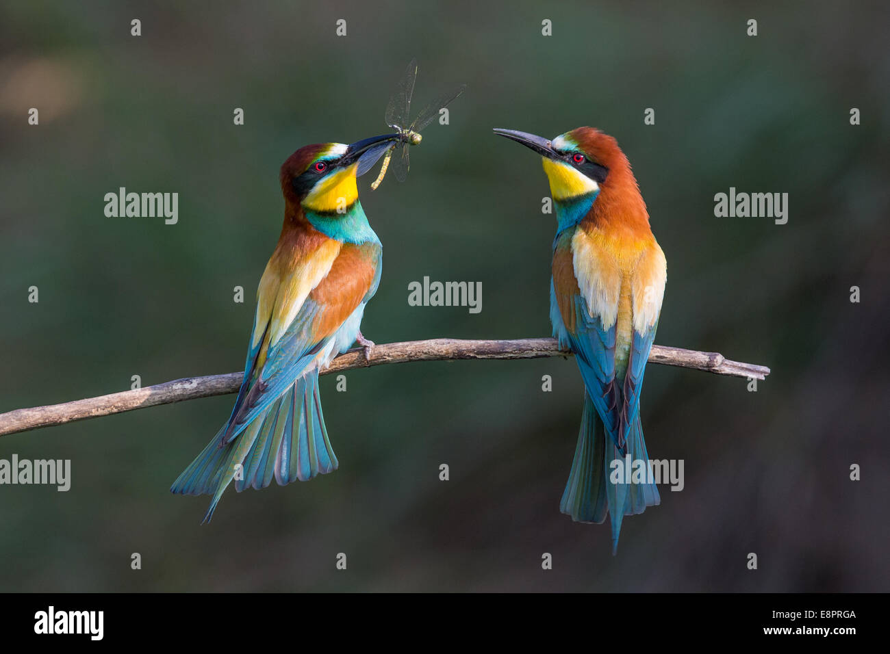 Europei maschili Gruccione (Merops apiaster) presentando femmina con un cibo dono di una libellula come parte di un rituale di corteggiamento Foto Stock