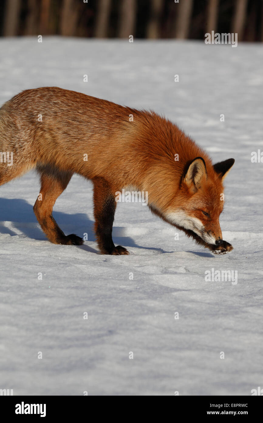 Un rosso volpe (Vulpes vulpes) è lo sniffing della neve su una soleggiata giornata invernale. Foto Stock