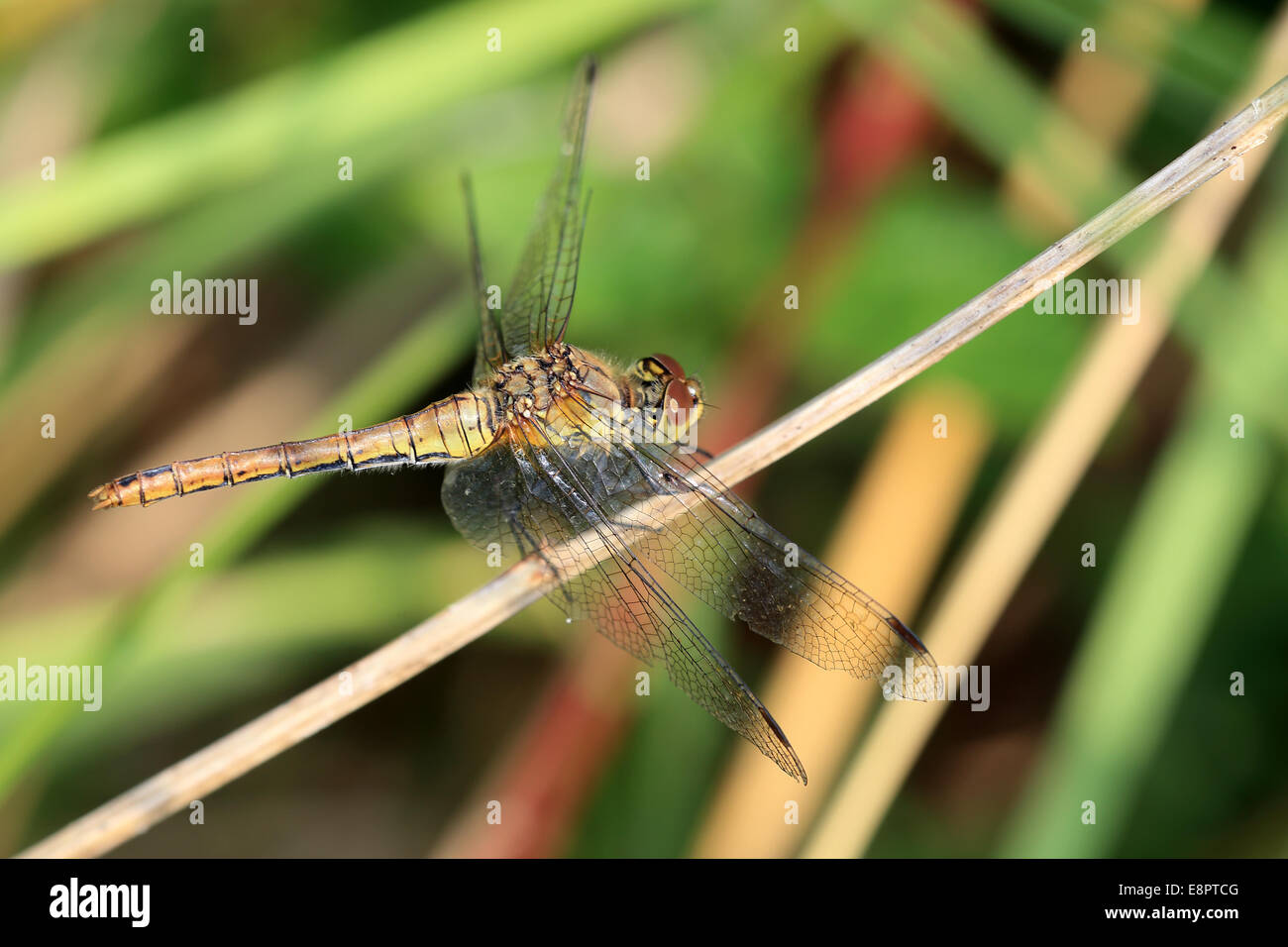 Una femmina di Ruddy Darter dragonfly, Cambridgeshire, Regno Unito. Foto Stock