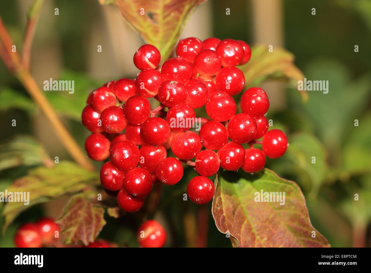 Un cluster di ripe viburno-rose bacche, Wicken, Cambridgeshire, Inghilterra, Regno Unito. Foto Stock