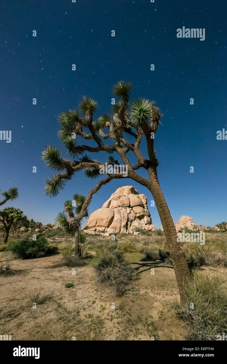 Joshua tree con pietra in granito e stelle in background. Joshua Tree National Park, California, Stati Uniti d'America Foto Stock