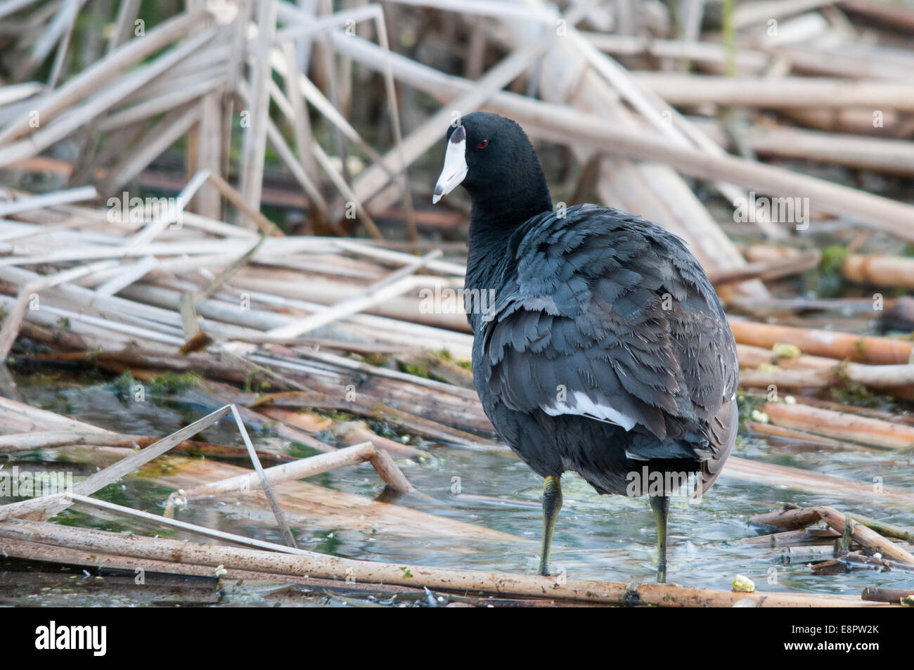 American Coot sul Marsh. Foto Stock