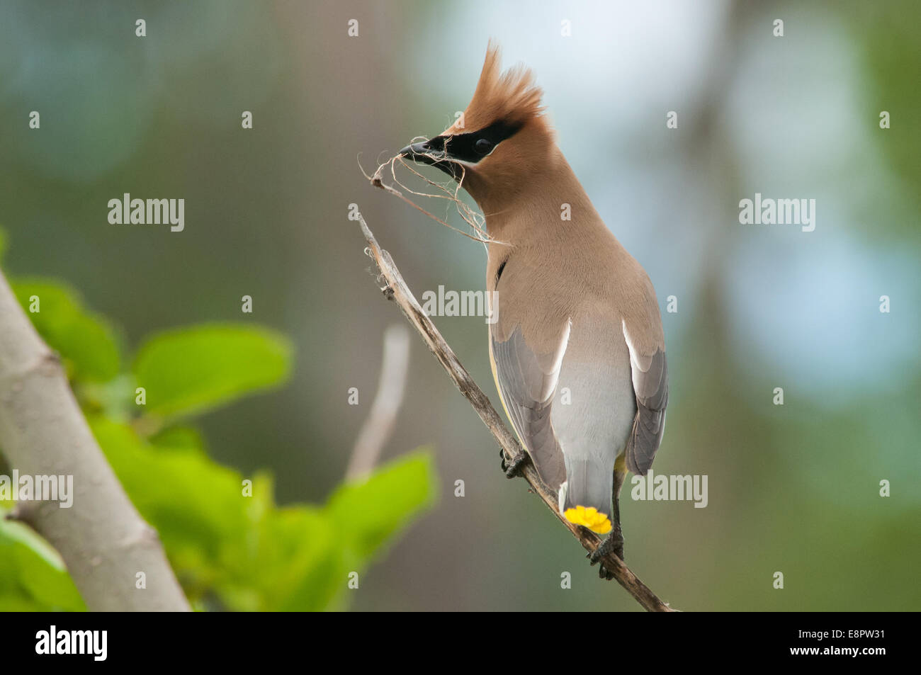 Il Cedar Waxwing raccolta di materiale di nidificazione. Foto Stock