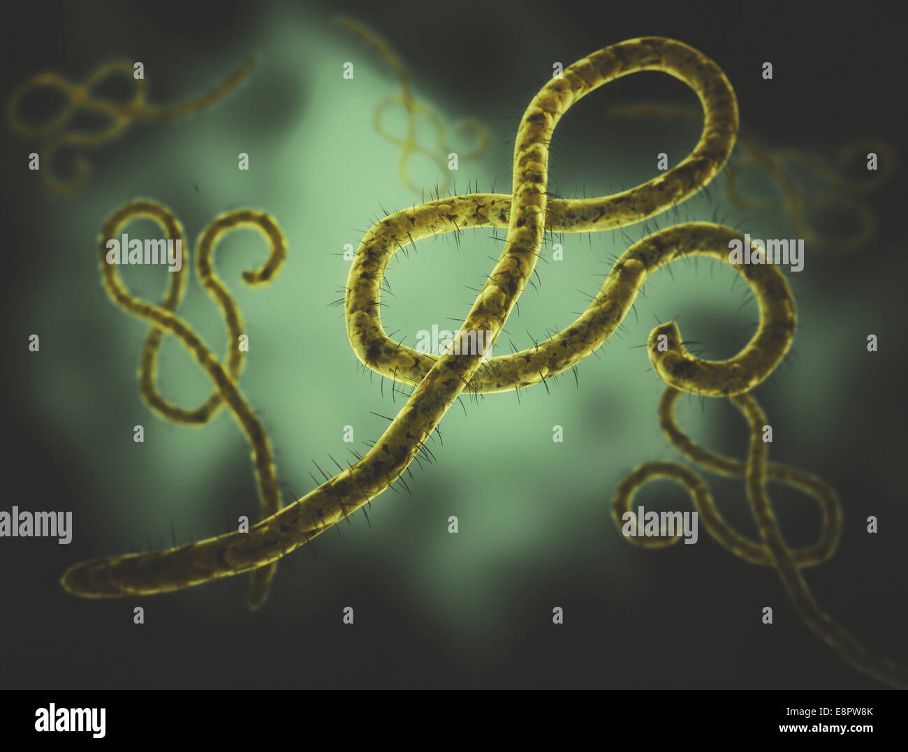 Il virus di Ebola ad alta risoluzione 3D render Foto Stock