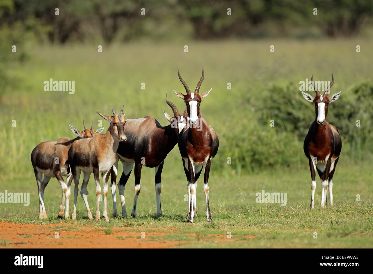 Un gruppo di famiglia di antilopi bontebok (pygargus Damaliscus dorcas), Sud Africa Foto Stock