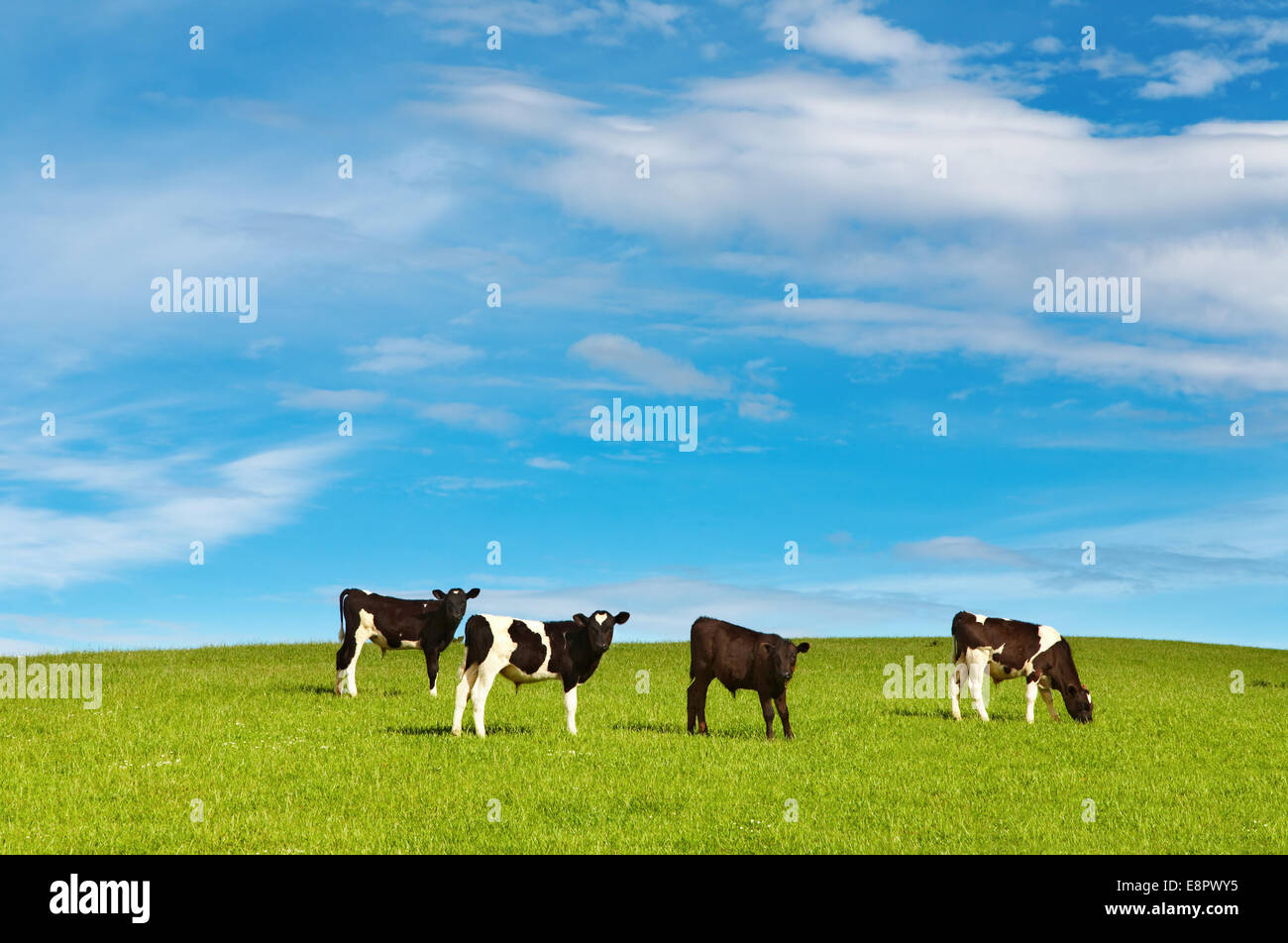 Il pascolo vitelli sul campo verde Foto Stock