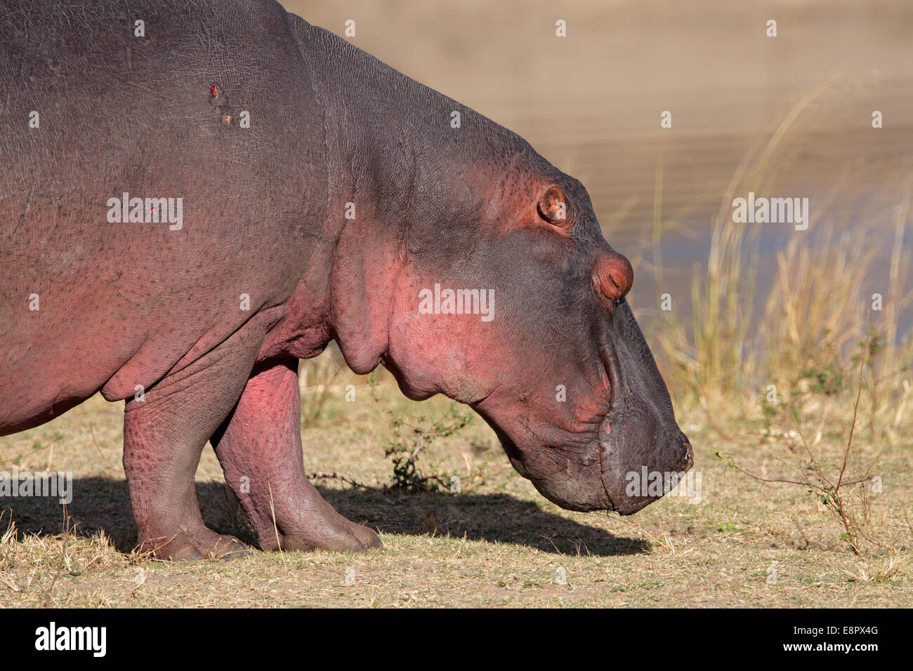 Close-up di un ippopotamo (Hippopotamus amphibius) fuori dall'acqua, Sud Africa Foto Stock