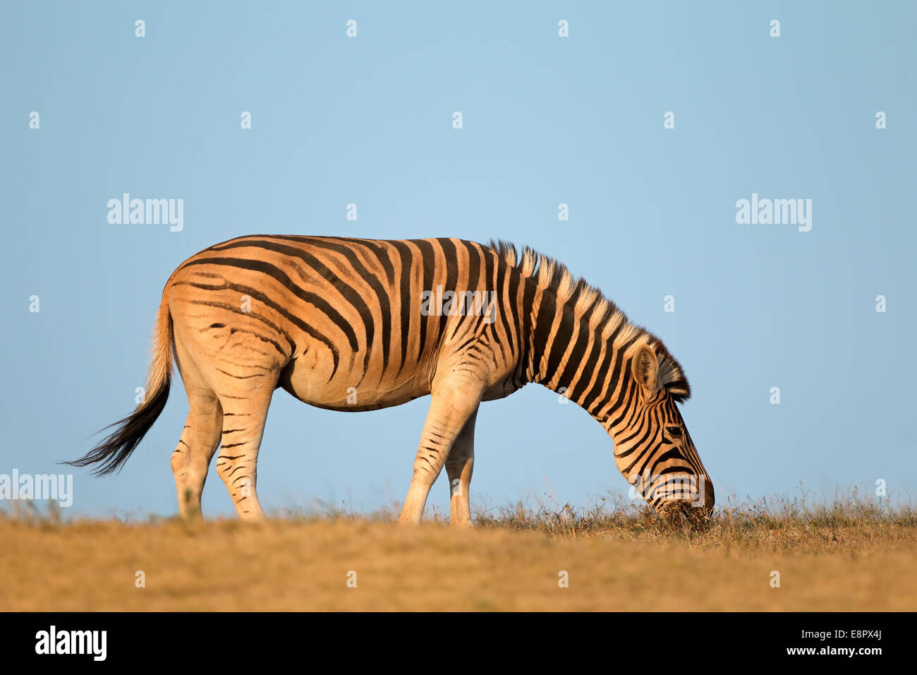 Una pianura (Burchells) Zebra (Equus burchelli) contro un cielo blu, Sud Africa Foto Stock