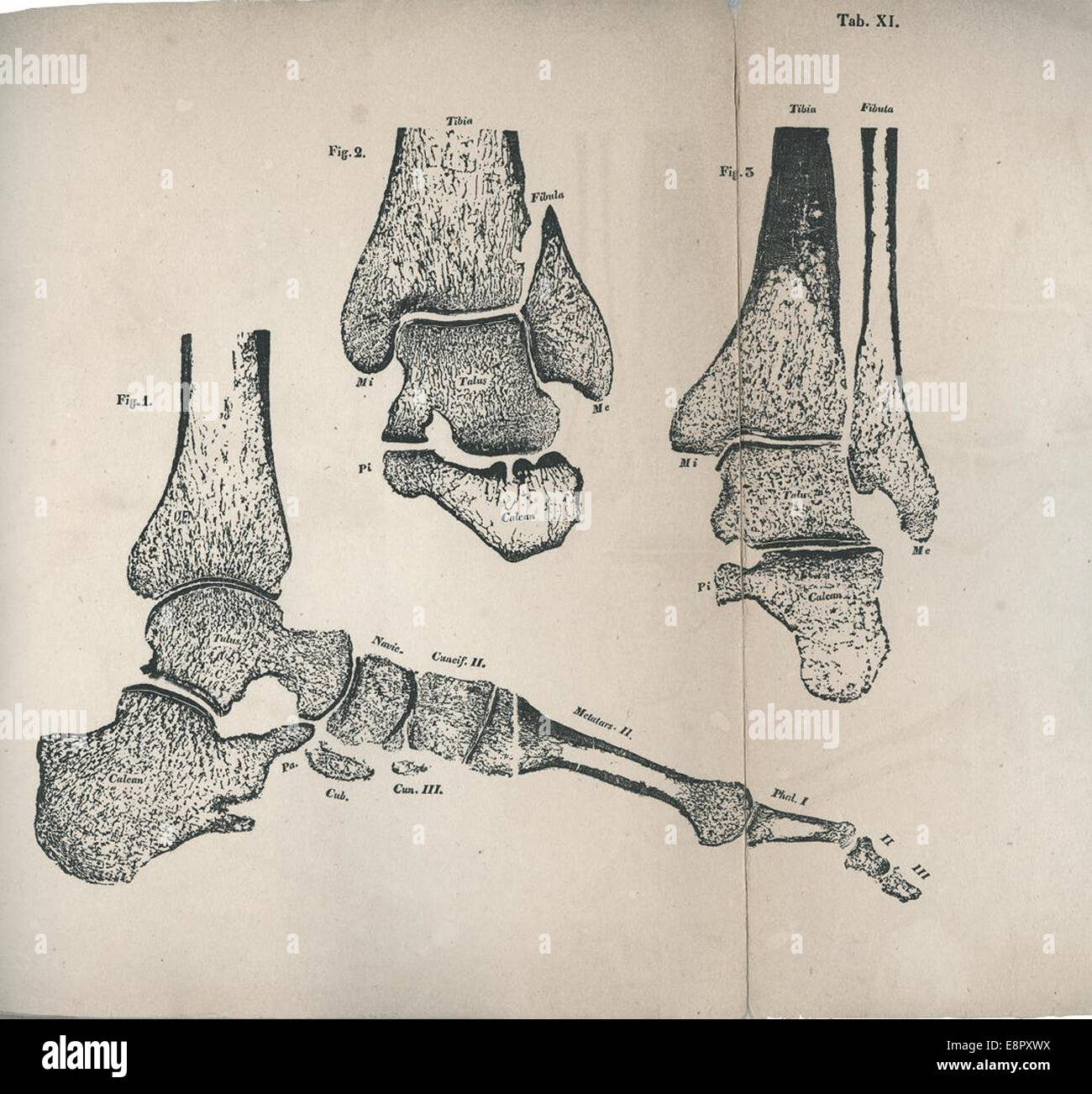 Questa immagine è un'impronta di un piede scheletrico del lavoro di Wilhelm Eduard Weber, Mechanik der menschlichen Gehwerkzeuge. Dimostra la meccanica del giunto del piede, mostrando come le superfici articolari possono essere considerate cerniere. Foto Stock