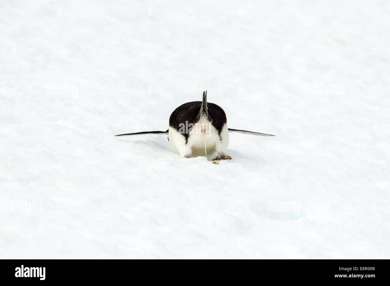 Adelie penguin Pygoscelis adeliae, adulto, l'espulsione dei rifiuti liquidi, Yalour, Antartide in gennaio. Foto Stock