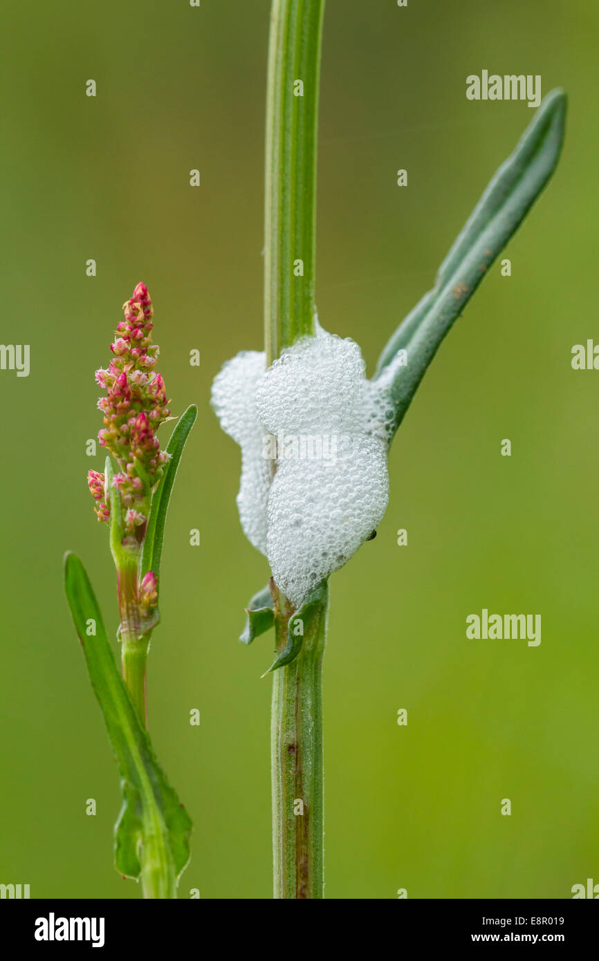 Froghopper comune Philaenus spumarius, ninfe su comuni Sorrel, Martin giù, Hampshire in maggio. Foto Stock