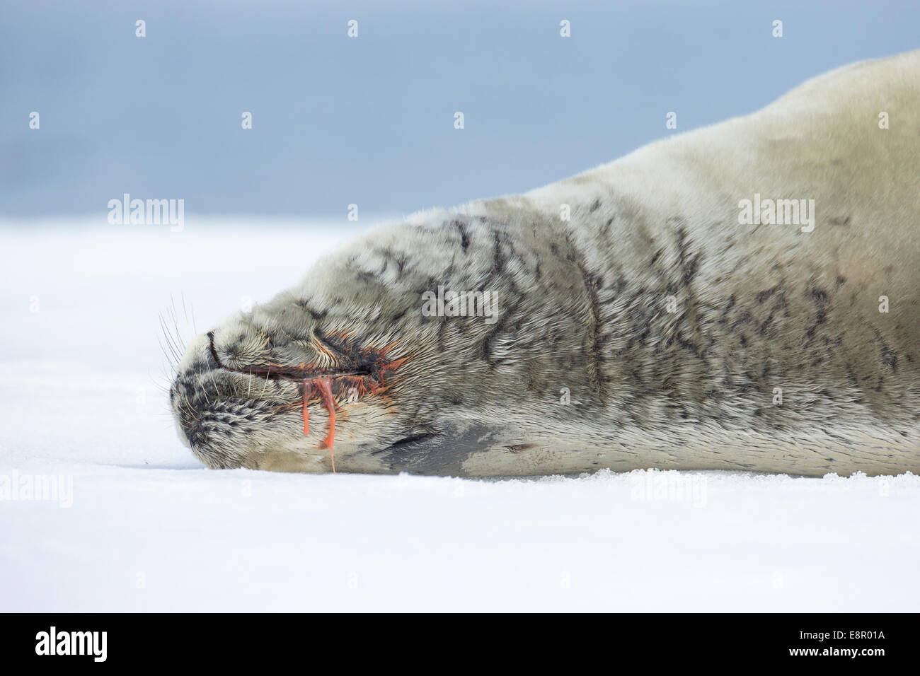 Guarnizione Crabeater Lobodon carcinophagus tirato fuori su ghiaccio floe, Isola Yalour, Antartide in gennaio. Foto Stock